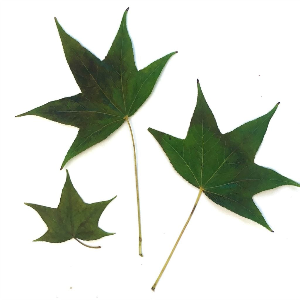 Green leaves that have been pressed